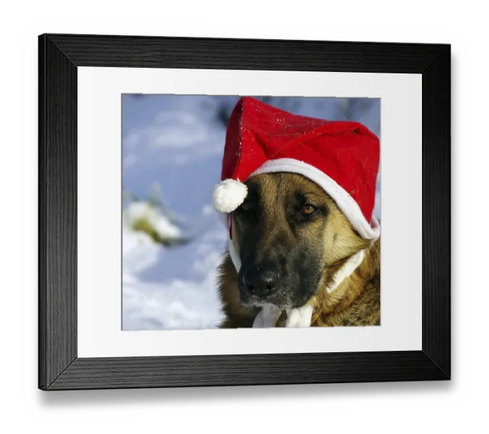 Framed Print : German Shepherd Dog with Father Christmas Cap