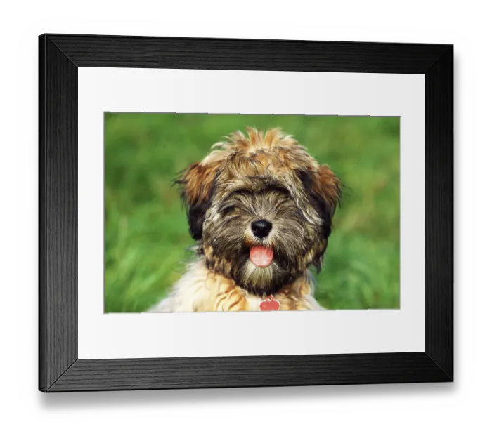 Framed Print : Tibetan Terrier
