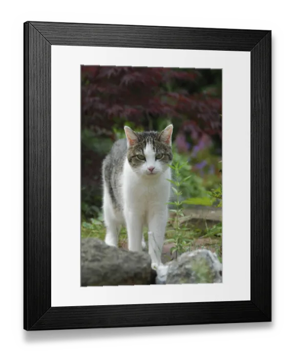 Framed Print : Domestic cat, White and Brown Tabby Framed Print : Domestic cat, White and Brown Tabby