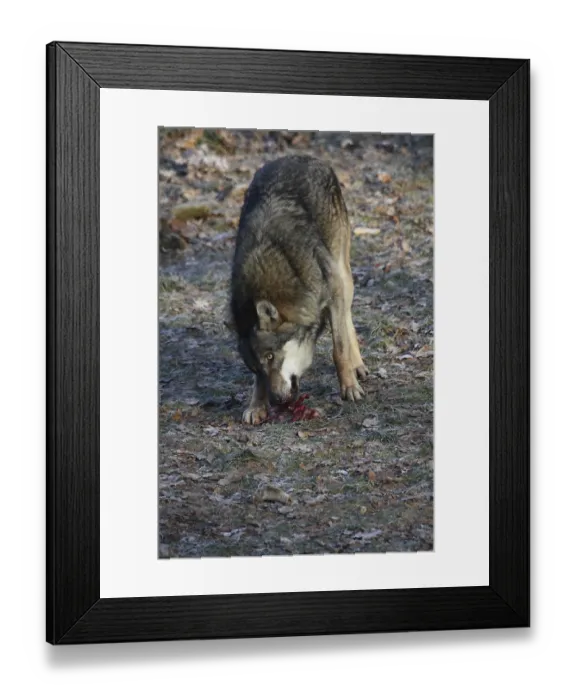 Framed Print : Devouring wolf Framed Print : Devouring wolf
