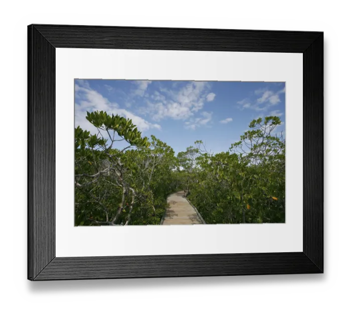 Framed Print : Mangrove Forest, Coral Reef State Park