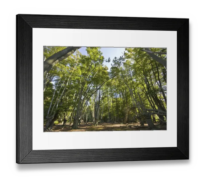 Framed Print : Beech trees with pollarded beech in Epping Forest