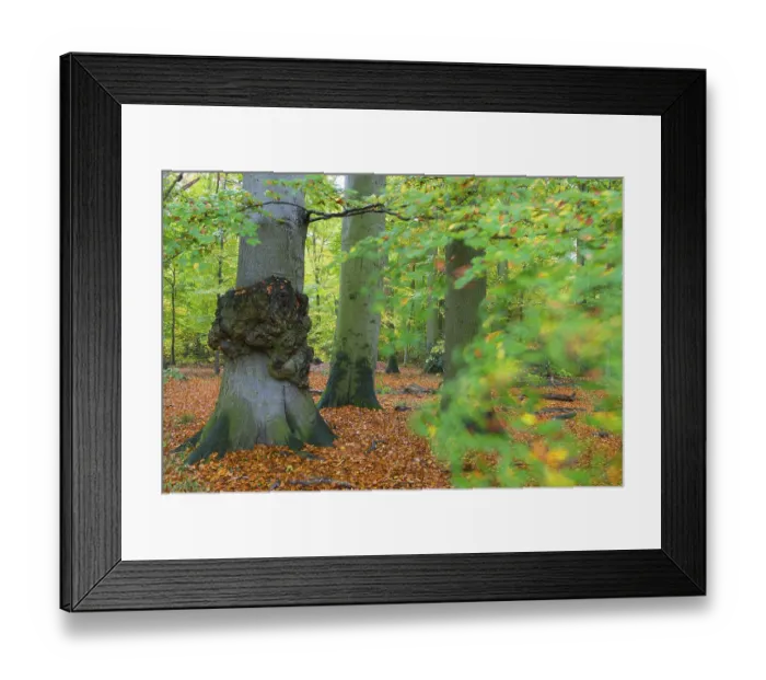 Framed Print : Beech forest, Hasbruch bei Hude