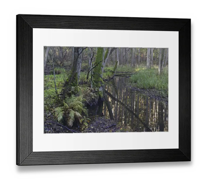 Framed Print : The Briese river in autumn in the Briese Valley landscape conservation area near Berlin Framed Print : The Briese river in autumn in the Briese Valley landscape conservation area near Berlin