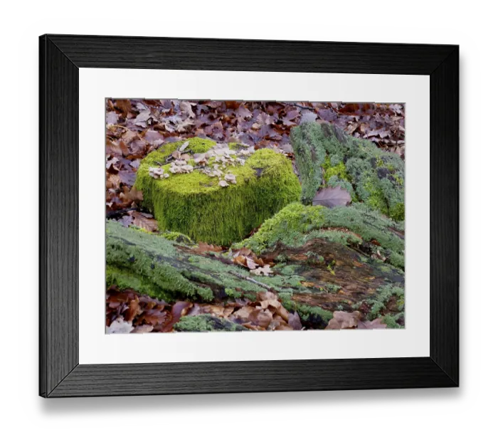 Framed Print : Old tree trunk overgrown with moss in deciduous forest