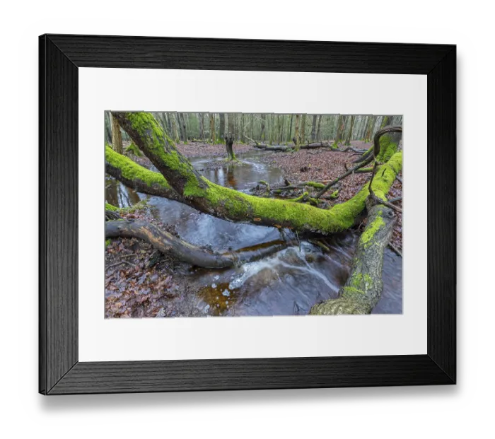 Framed Print : Forest brook in einem Mischwald Framed Print : Forest brook in einem Mischwald
