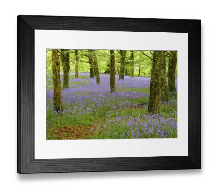 Framed Print : Blossoms of Common bluebell (Hyacinthoides non-scripta) in the forest