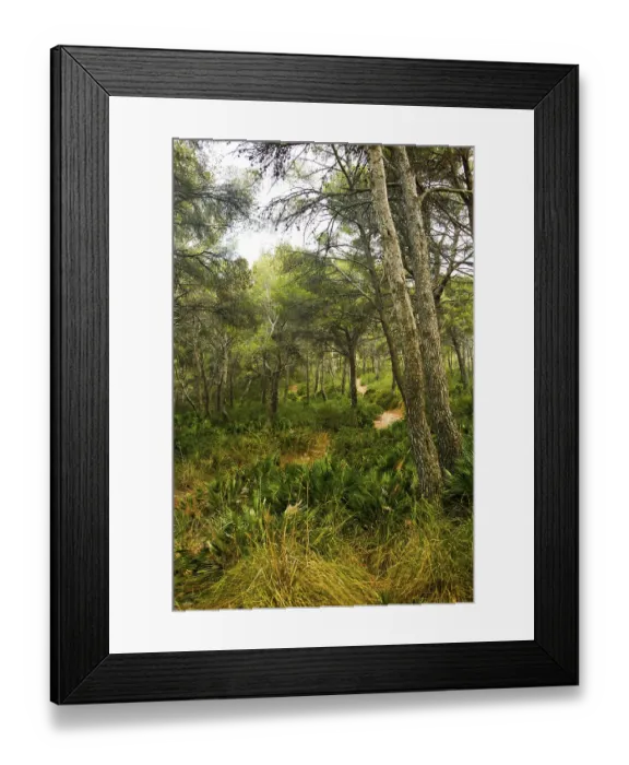 Framed Print : Mediterranean forest at Cala Agulla Framed Print : Mediterranean forest at Cala Agulla