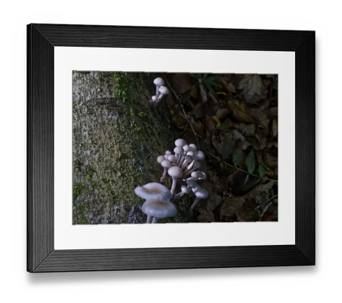 Framed Print : Porcelain fungus (Oudemansiella mucida) on a tree trunk