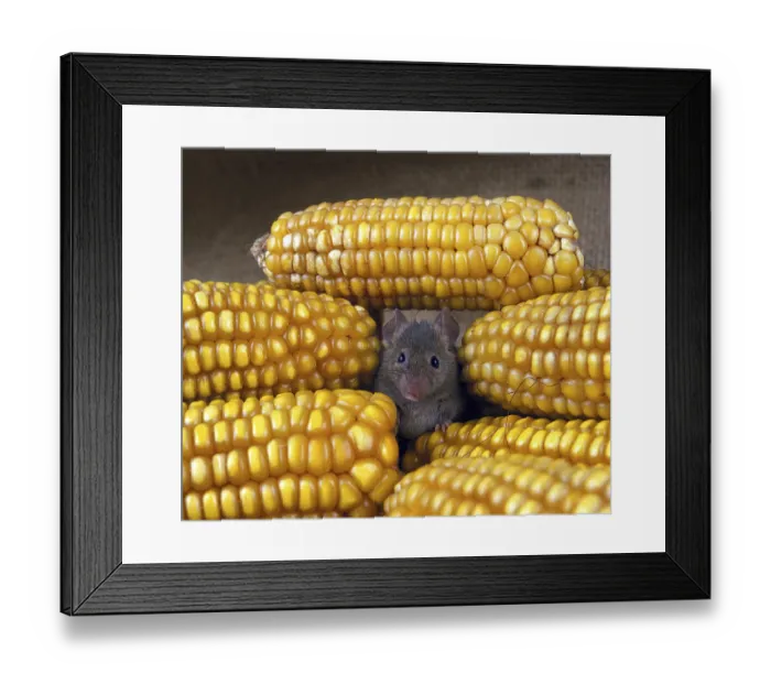 Framed Print : House mouse (mus musculus) in corn on the corn cob