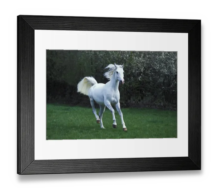 Framed Print : ARABIAN HORSE GALLOPING THROUGH MEADOW