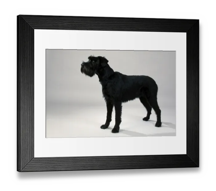 Framed Print : Giant Schnauzer, black, Schnauzer