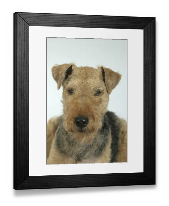 Framed Print : Welsh-Terrier