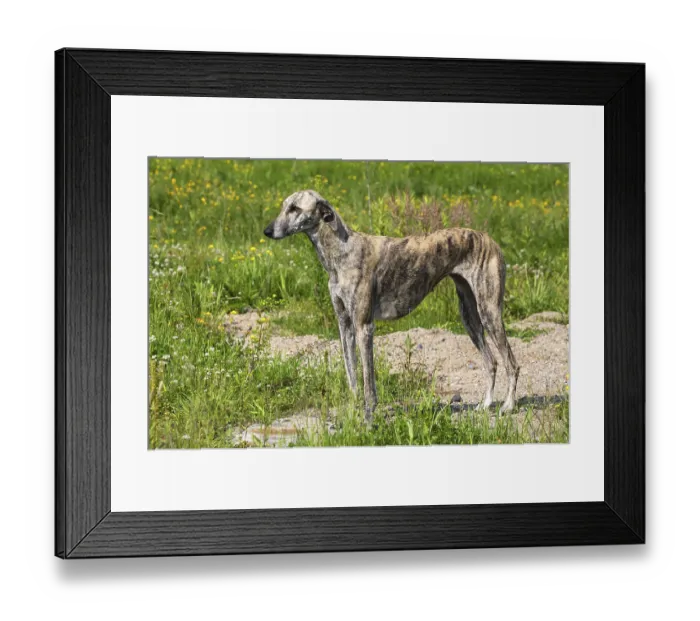 Framed Print : Sloughi, Arabian Greyhound, Slughi, Bitch Framed Print : Sloughi, Arabian Greyhound, Slughi, Bitch