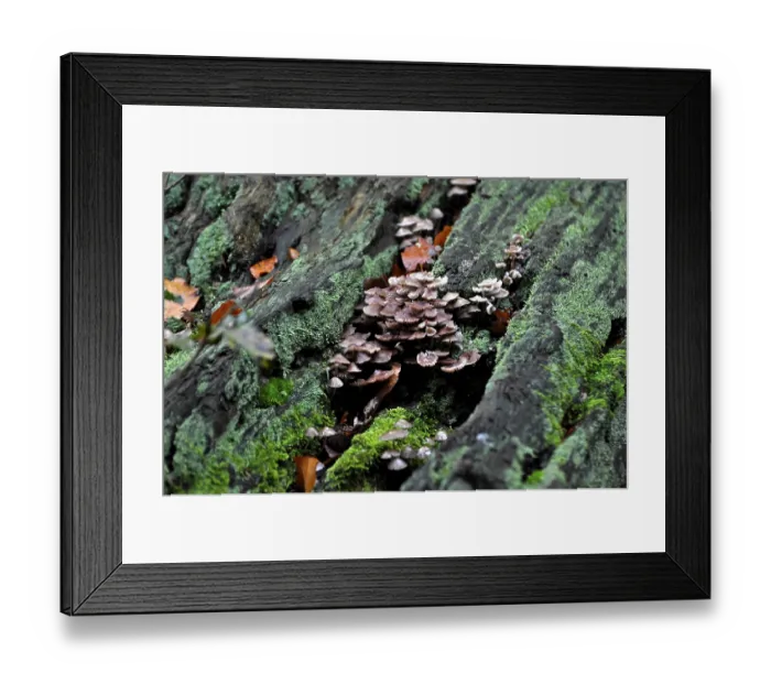 Framed Print : Rotten tree stump in the forest Framed Print : Rotten tree stump in the forest