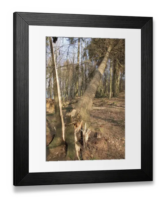 Framed Print : Fallen european spruce (Picea abies)