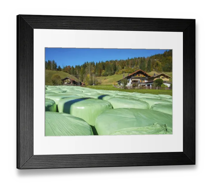 Framed Print : Green hay silage bales and mixed forest