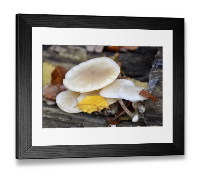 Framed Print : Fungus on a tree trunk in the forest Framed Print : Fungus on a tree trunk in the forest