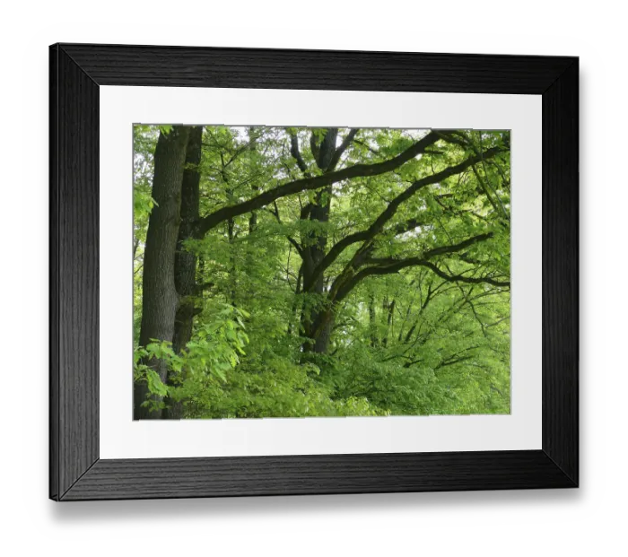 Framed Print : Oak branch with fresh shoots in spring