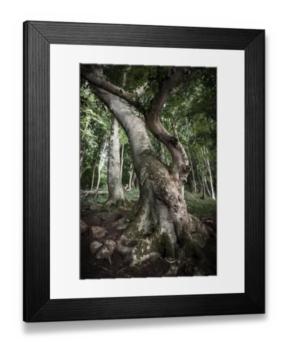 Framed Print : Ancient Beech (Fagus) in a forest