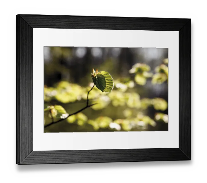 Framed Print : Beech (Fagus) leaves in a forest Framed Print : Beech (Fagus) leaves in a forest