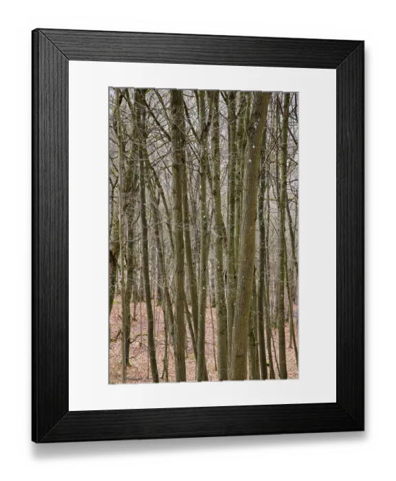 Framed Print : Leafless beech forest in autumnal mood with leaves on the ground Framed Print : Leafless beech forest in autumnal mood with leaves on the ground