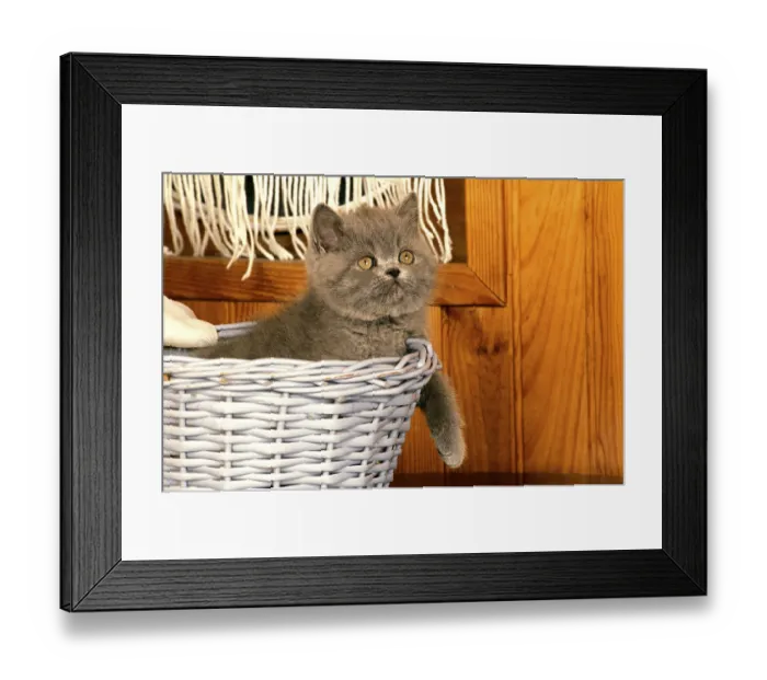 Framed Print : Exotic shorthair domestic cat, kitten in basket