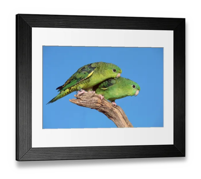 Framed Print : Lineolated (Bolborhynchus lineola) Parakeets, pair