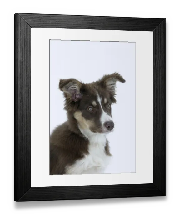 Framed Print : Border Collie, puppy, 4 months Framed Print : Border Collie, puppy, 4 months