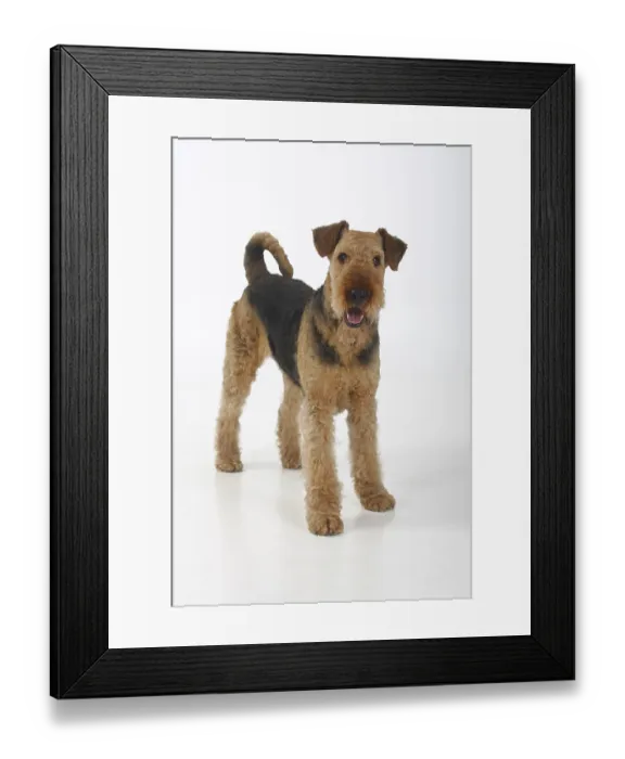 Framed Print : Airedale Terrier