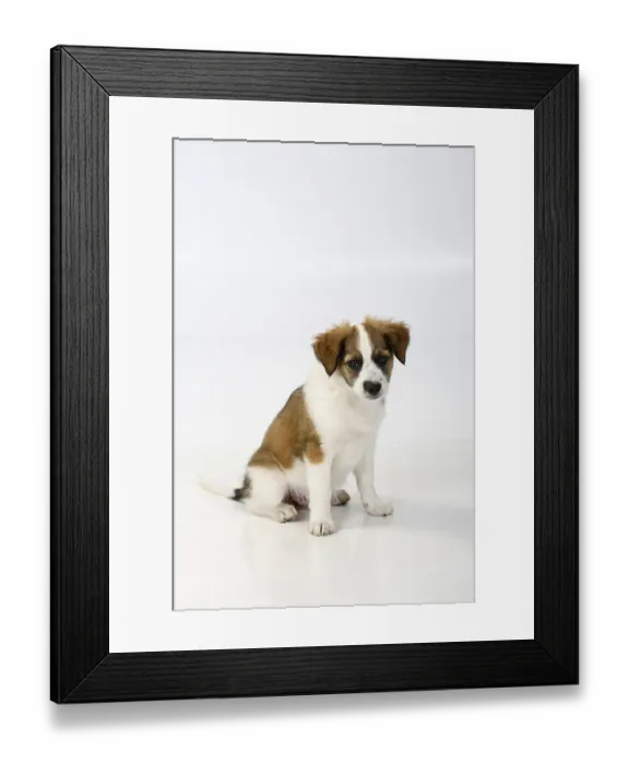 Framed Print : Kromfohrlander, puppy, 10 weeks Kromfohrl?nder
