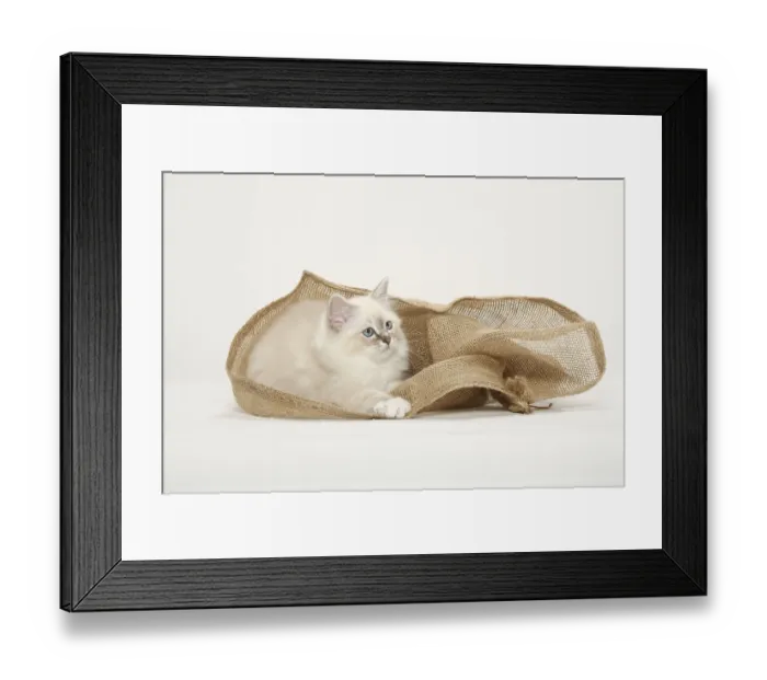 Framed Print : Sacred Cat of Burma, Kitten, Burma