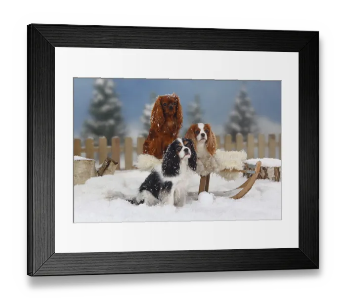 Framed Print : Cavalier King Charles Spaniel, ruby red Framed Print : Cavalier King Charles Spaniel, ruby red