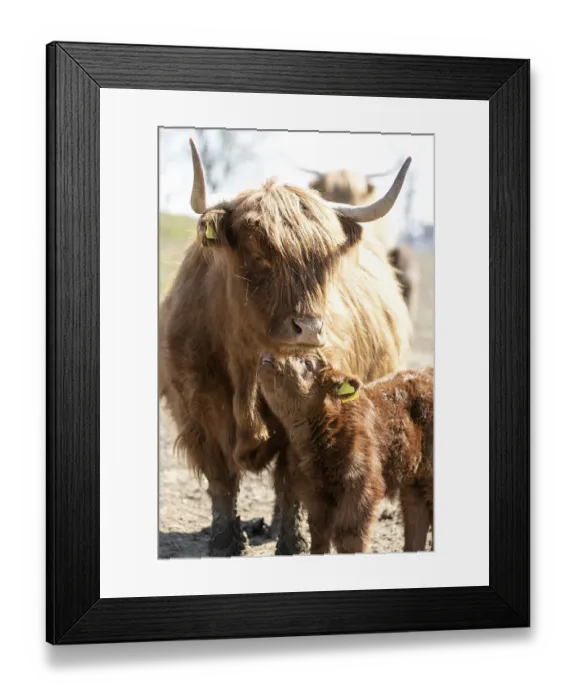 Framed Print : Highland cattle with calf on pasture, Germany