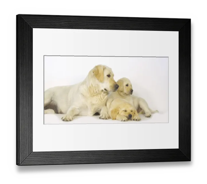 Framed Print : Yellow Labrador Retriever, Bitch and Puppies on White Background