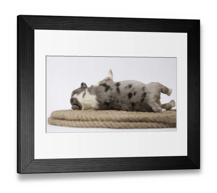 Framed Print : Ten days old excellent puppies of the Welsh Corgi Pembroke