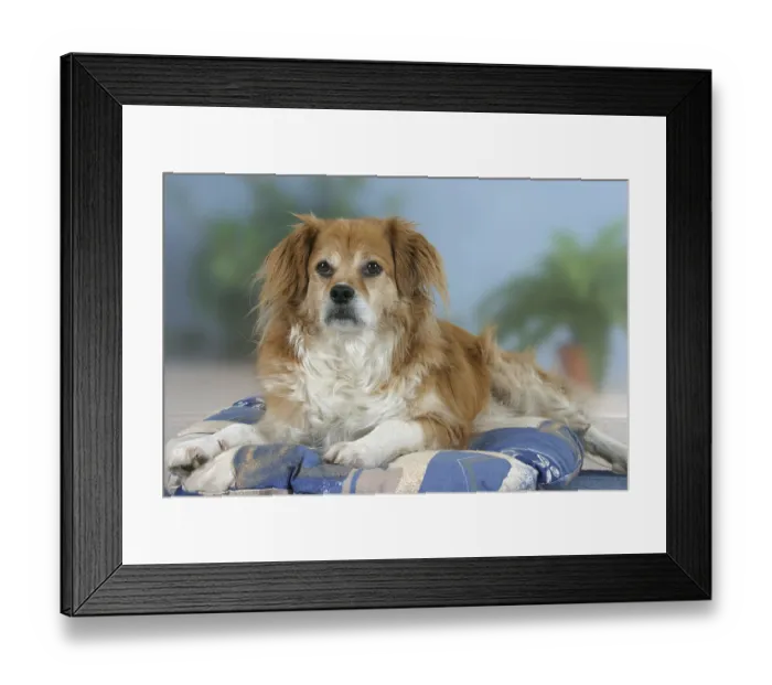 Framed Print : Mixed breed dog on pillow