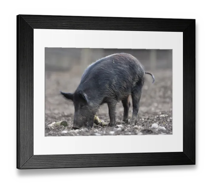 Framed Print : Wild boar (Sus scrofa) Wild boar