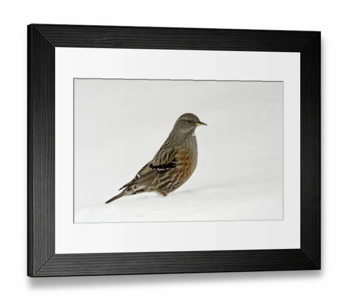Framed Print : Alpine Accentor (Prunella collaris) in the snow