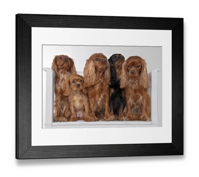 Framed Print : Cavalier King Charles Spaniel, black-brown and ruby red Framed Print : Cavalier King Charles Spaniel, black-brown and ruby red