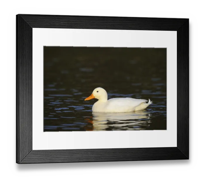 Framed Print : Domestic duck Framed Print : Domestic duck