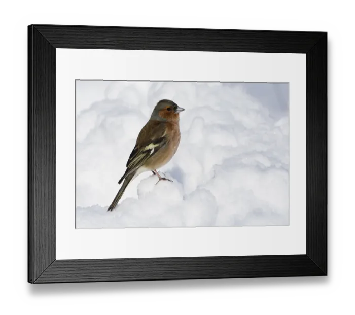 Framed Print : Common chaffinch (Fringilla coelebs) Framed Print : Common chaffinch (Fringilla coelebs)