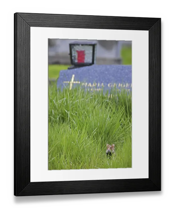 Framed Print : European hamster (Cricetus cricetus)