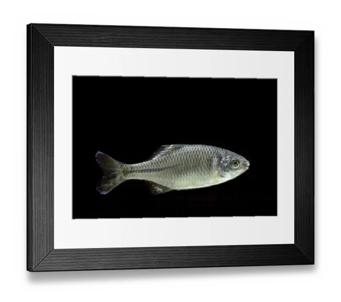 Framed Print : Amur Bitterling (Rhodeus sericeus) Framed Print : Amur Bitterling (Rhodeus sericeus)