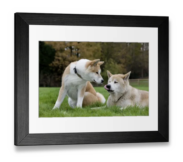 Framed Print : Akita Inus Framed Print : Akita Inus