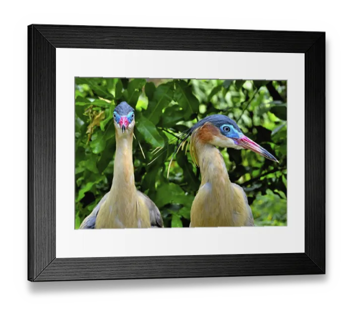 Framed Print : Whistling Herons (Syrigma sibilatrix sibilatrix)