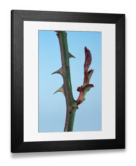 Framed Print : Stem of a rose with thorns and young leaves