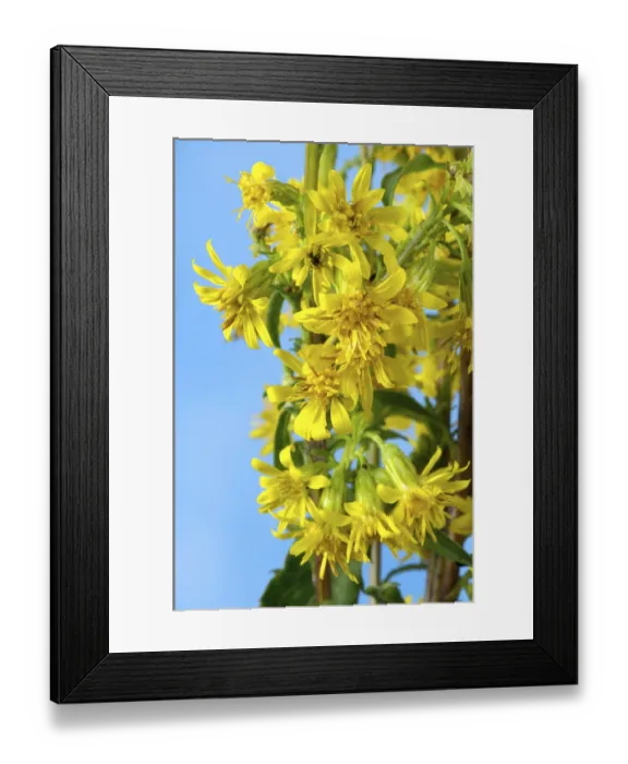 Framed Print : Goldenrod (Solidago virgaurea) Framed Print : Goldenrod (Solidago virgaurea)