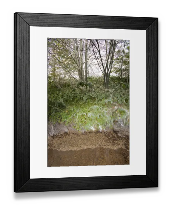 Framed Print : Bird-cherry Ermine (Yponomeuta evonymella) Framed Print : Bird-cherry Ermine (Yponomeuta evonymella)