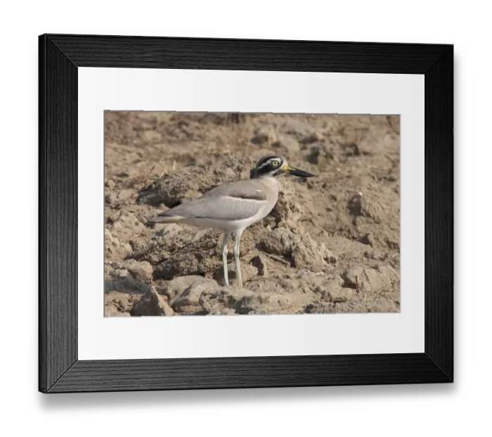Framed Print : Great Thick-knee (Esacus recurvirostris)